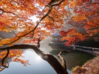 아름다운 당신의 향기 - 🔶️공유 글🔰나눔 - 💜산야와 한울타리💜 아름다운 당신의 향기