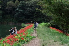 영광 불갑사 관광지 상사화 축제(2) - 🌴여행 📷 사진 갤러리 - 💜산야와 한울타리💜 영광 불갑사 관광지 상사화 축제(2)