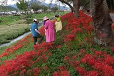 영광 불갑사 관광지 상사화 축제(2) - 🌴여행 📷 사진 갤러리 - 💜산야와 한울타리💜 영광 불갑사 관광지 상사화 축제(2)