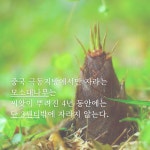 모소나무종합병원 | 모소대나무 이야기 - 🔶️공유 글🔰나눔 - 💜산야와 한울타리💜 모소대나무 이야기