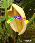 신이 주신 선물 - 🔶️공유 글🔰나눔 - 💜산야와 한울타리💜 신이 주신 선물