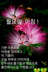 월요일 행복편지 / 일주일치 사랑메뉴얼 - 🔶️공유 글🔰나눔 - 💜산야와 한울타리💜 월요일 행복편지 / 일주일치 사랑메뉴얼