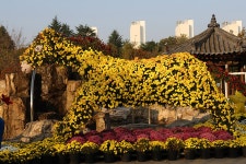 익산 중앙체육공원 천만송이 국화추제(2) - 🌴여행 📷 사진 갤러리 - 💜산야와 한울타리💜 익산 중앙체육공원 천만송이 국화추제(2)