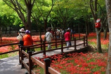 영광 불갑사 관광지 상사화 축제(2) - 🌴여행 📷 사진 갤러리 - 💜산야와 한울타리💜 영광 불갑사 관광지 상사화 축제(2)