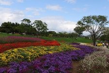 순천만국가정원 가을꽃 구경(2) - 🌴여행 사진 갤러리 - 💜산야와 한울타리💜 순천만국가정원 가을꽃 구경(2)