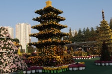 익산 중앙체육공원 천만송이 국화추제(1) - 🌴여행 📷 사진 갤러리 - 💜산야와 한울타리💜 익산 중앙체육공원 천만송이 국화추제(1)