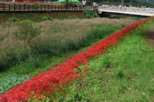 영광 불갑사 관광지 상사화 축제(2) - 🌴여행 📷 사진 갤러리 - 💜산야와 한울타리💜 영광 불갑사 관광지 상사화 축제(2)