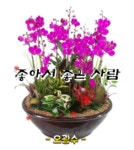 좋아서 좋은사람 - 좋은 글방 - ♡ 황혼의 낙원 ♡ 좋아서 좋은사람