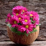 다양한 사진 - 🌸자연풍경세계여행지 - 💜산야와 한울타리💜 다양한 사진