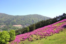 화순 수만리 철쭉 공원 - 🌴여행 📷 사진 갤러리 - 💜산야와 한울타리💜 화순 수만리 철쭉 공원