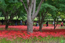 영광 불갑사 관광지 상사화 축제(2) - 🌴여행 📷 사진 갤러리 - 💜산야와 한울타리💜 영광 불갑사 관광지 상사화 축제(2)