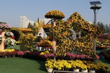 익산 중앙체육공원 천만송이 국화추제(1) - 🌴여행 📷 사진 갤러리 - 💜산야와 한울타리💜 익산 중앙체육공원 천만송이 국화추제(1)