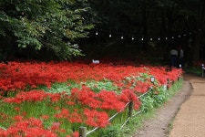 영광 불갑사 관광지 상사화 축제(2) - 🌴여행 📷 사진 갤러리 - 💜산야와 한울타리💜 영광 불갑사 관광지 상사화 축제(2)