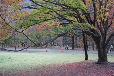 정읍 내장사의 늦가을 풍경 - 🌴여행 📷 사진 갤러리 - 💜산야와 한울타리💜 정읍 내장사의 늦가을 풍경