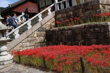 영광 불갑사 관광지 상사화 축제(2) - 🌴여행 📷 사진 갤러리 - 💜산야와 한울타리💜 영광 불갑사 관광지 상사화 축제(2)