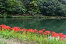 영광 불갑사 관광지 상사화 축제(2) - 🌴여행 📷 사진 갤러리 - 💜산야와 한울타리💜 영광 불갑사 관광지 상사화 축제(2)