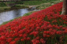 영광 불갑사 관광지 상사화 축제(2) - 🌴여행 📷 사진 갤러리 - 💜산야와 한울타리💜 영광 불갑사 관광지 상사화 축제(2)
