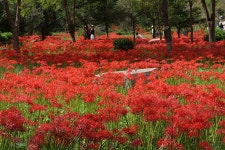 영광 불갑사 관광지 상사화 축제(2) - 🌴여행 📷 사진 갤러리 - 💜산야와 한울타리💜 영광 불갑사 관광지 상사화 축제(2)