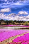 풍경사진 - 🌸자연풍경세계여행지 - 💜산야와 한울타리💜 풍경사진