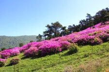 화순 수만리 철쭉 공원 - 🌴여행 📷 사진 갤러리 - 💜산야와 한울타리💜 화순 수만리 철쭉 공원