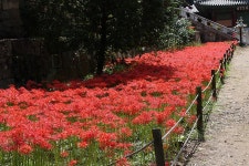 영광 불갑사 관광지 상사화 축제(2) - 🌴여행 📷 사진 갤러리 - 💜산야와 한울타리💜 영광 불갑사 관광지 상사화 축제(2)