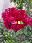 6월의 첫번째 월요일 행복편지 / 6월의 장미 - 🔶️공유 글🔰나눔 - 💜산야와 한울타리💜 6월의 첫번째 월요일 행복편지 / 6월의 장미