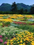 풍경사진 - 🌸자연풍경세계여행지 - 💜산야와 한울타리💜 풍경사진