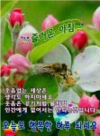 오늘도 기분좋은 하루되세요 / 꽝꽝나무 - 🔶️공유 글🔰나눔... 한울타리💜 수요일 아침! 오늘도 기분좋은 하루되세요 / 꽝꽝나무