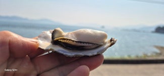 사천자연휴양림ㆍ월등도ㆍ남촌굴구이ㆍ비토해변ㆍ대교횟집(사천대교) 2025.3.9일 - 일반산행 - 신가팔환초... 