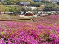군포 철쭉축제 취소로 철쭉동산 전면 폐쇄 - 우리들의 이야기 - 솔향기마을2 군포 철쭉축제 취소로 철쭉동산 전면 폐쇄