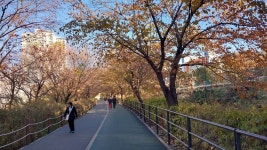 허밍웨이길, 피천득산책로 및 서리풀공원길 산책＜2023.11.20(월)＞ - 걷기운동 - 광주동중13회동창회 