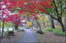 제101차정기산행합천[남산제일봉] [가야산소리길] - • ―정기산행안내♡접수 - 진천 다모아산악회 진천 다모아산악회