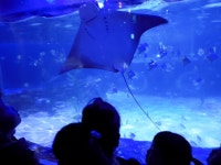 아쿠아리움 가을 소풍을 다녀왔어요~^^2 - 푸른하늘반 - 병영선교어린이집 아쿠아리움 가을 소풍을 다녀왔어요~^^2