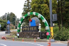 시기를 잘 맞춰서 방문해야 하는 제주 신흥리 동백마을 숲 - 제주도여행지 - [제주선일] 제주도 여행 관광 여행코스 숙소 정보 가득 카페 시기를 잘... 