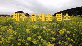 제주유채꽃명소 사진이 예쁘게 나오는 곳 위주로 알려드려요 - 제주도여행지 - [제주선일] 제주도 여행 관광 여행코스 숙소 정보 가득 카페... 