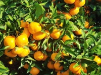 부모님 크리스마스 선물 추천 건강쪽으로 생각중이라면 - 일상생활정보 - [제주선일] 제주도 여행 관광 여행코스 숙소 정보 가득 카페 부모님... 