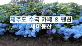 제주도 수국카페 스파와 야외바베큐도 있던 펜션까지 - 제주도숙소 - [제주선일] 제주도 여행 관광 여행코스 숙소 정보 가득 카페 제주도 수국카페... 