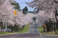 제주도 벚꽃 명소 top5 드라이브하기 좋은곳들로 영상 많음 - 제주도여행지 - [제주선일] 제주도 여행 관광 여행코스 숙소 정보 가득 카페... 
