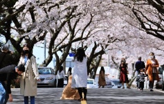 제주 애월 장전리 벚꽃길 튤립도 폈어요 - (구)제주도여행 - [제주선일]... 관광 여행코스 숙소 정보 가득 카페 제주 애월 장전리 벚꽃길 튤립도 폈어요