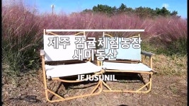 제주감귤농장체험 당도 높아 추가구입한 곳 동물농장도있어요 - 제주도관광지 - [제주선일] 제주도 여행 관광 여행코스 숙소 정보 가득 카페... 