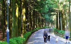 전연령이 함께 다녀오기 좋은 제주도 좋은 산책코스 절물자연휴양림... 카페 전연령이 함께 다녀오기 좋은 제주도 좋은 산책코스 절물자연휴양림