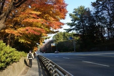 12일(금)상학초교 만덕철학로 금강공원 - 12일(금) 철학로 & 금강공원 - 길사랑 어울마당 12일(금)상학초교 만덕철학로 금강공원