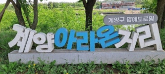 파란하늘 청보리의 수수한 초록빛과 대비되는 꽃양귀비의 붉은 색감과 안개초의 은은한 분위기가 어울린 봄풍경. 여기는 인천 계양아라온입니다... 