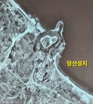 두로(dúLú)인가? - 일반 게시판 - 수성최씨 무숙공파(隋城崔氏 武肅公派) 거제도 고대국가 독로국(瀆盧國), 독로(瀆盧)인가? 두로(dúLú)인가?
