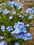 ◈ 전설의 물망초(勿忘草) A legendary Myosotis - 글 밭 - 의정부문인협회 의정부문인협회