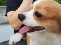 안녕하세요^^ - 가입인사 - 아라(ARA)종합동물병원 안녕하세요^^