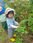 농장-앵두따기🍒 - 하루리듬생활 - 별아이어린이집(발도르프 교육을 지향하는 원입니다.) 농장-앵두따기🍒