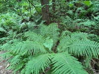 KTA 인제 천리길 10코스 은비령길(6월6일), 2-1코스 읍내가던길, (6월7일) - KTA방 - 평택섶길 KTA 인제 천리길 10코스 은비령길(6월6일), 2... 