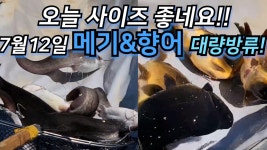 ▥▥ - *☆*‥ 방류소식 - 천안남창낚시터 ▥▥ 오늘 사이즈 좋네요 !! 7월12일 토요일 향어,메기 대량방류 !! ▥▥