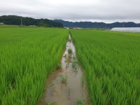 바보같은사나이ㅡ나 훈아노래ㅡ아름다운 꽃 ㅡ 영상입니다ㅡ - 영상 가요 팝 방 - 서울산이조아 바보같은사나이ㅡ나 훈아노래ㅡ아름다운 꽃 ㅡ... 